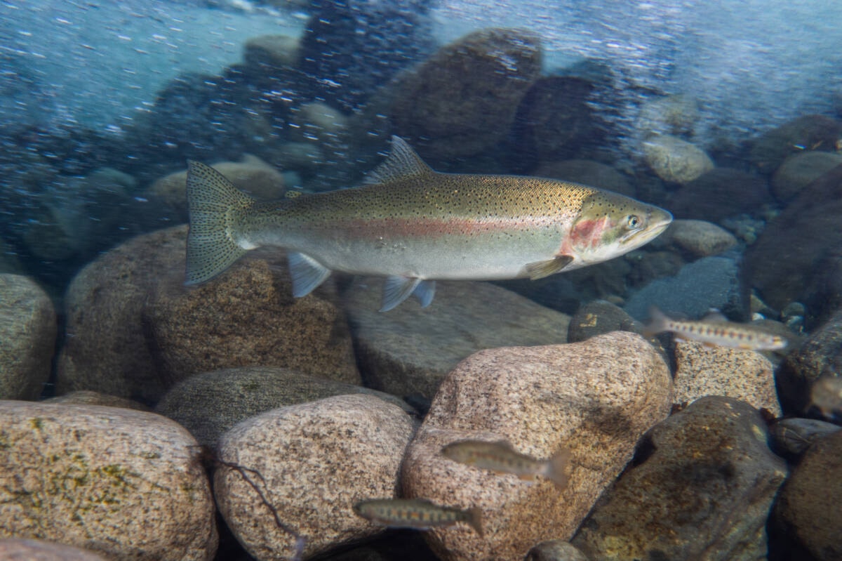 Silent extinction' feared for steelhead trout across B.C. - The Northern  View
