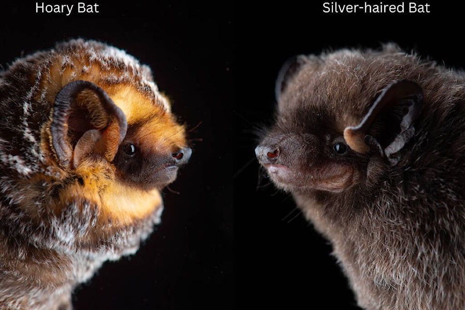 Two of the 14 species of bats found in the Okanagan. (NABat.png photo) 