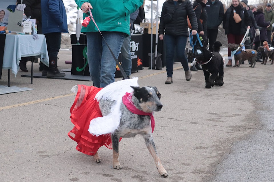 More than a dozen pups took part in the Vernon Winter Carnival’s first Dog Parade at the Family Fun Park Saturday, Feb. 10, 2024. (Brendan Shykora - Morning Star) 