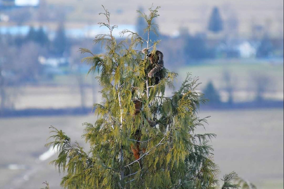 Chilliwack resident Tammy Jordan witnessed a bobcat in a tree being attacked by a cougar on Feb. 16, 2024. Here, the bobcat is seen at the very top, a few hundred feet in the air, trying to swat at the cougar below. (Tammy Jordan) 