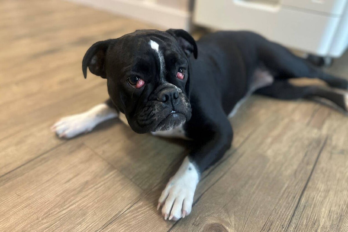 Bulldog puppy surrendered to SPCA needs eye surgery Ladysmith