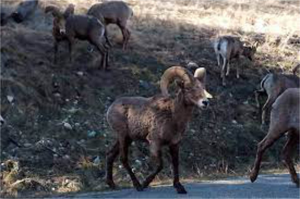 web1_240222-pwn-sheep-concerns-news_1