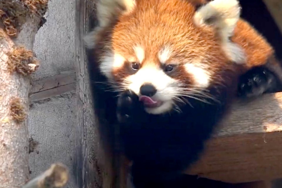 Red panda cubs Maple and Mei Mei have moved to new homes at other Canadian zoos involved in efforts to preserve this endangered species, explained animal care manager Brian Sheehan. The twins were born at the Greater Vancouver Zoo in Aldergrove in June of 2022. (Screengrab, Greater Vancouver Zoo/Special to The Star) 