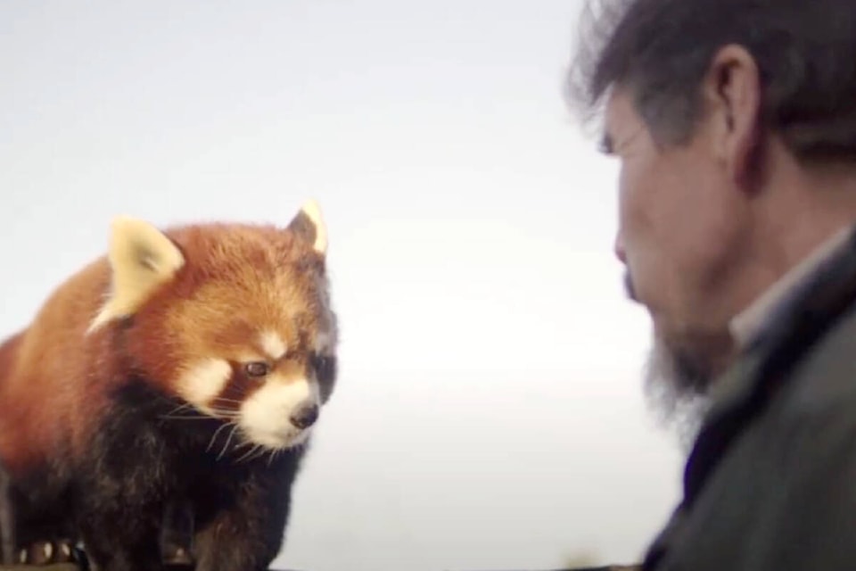 Red panda cubs Maple and Mei Mei have moved to new homes at other Canadian zoos involved in efforts to preserve this endangered species, explained animal care manager Brian Sheehan. The twins were born at the Greater Vancouver Zoo in Aldergrove in June of 2022. (Screengrab, Greater Vancouver Zoo/Special to The Star) 