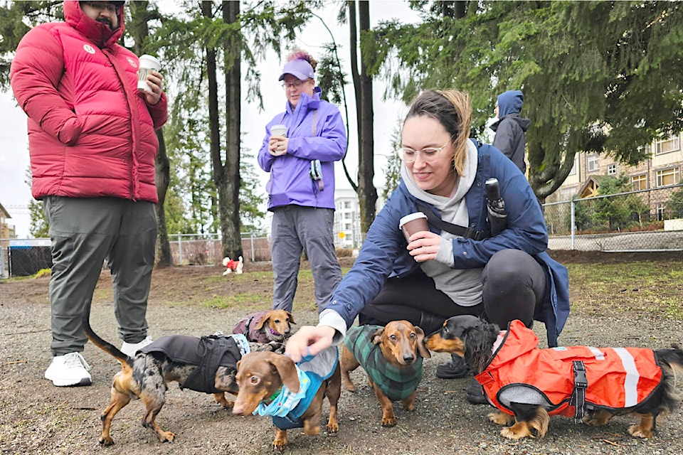 Taryn Chartrand from Abbotsford gave her birthday girl, Stella (in blue) a pet. They were surrounded by some of the many dachshunds, and their humans, who turned out for the monthly ‘Weeny Meetup’ in 91ԭ’s Yorkson small dog park. (Dan Ferguson/91ԭ Advance Times) 