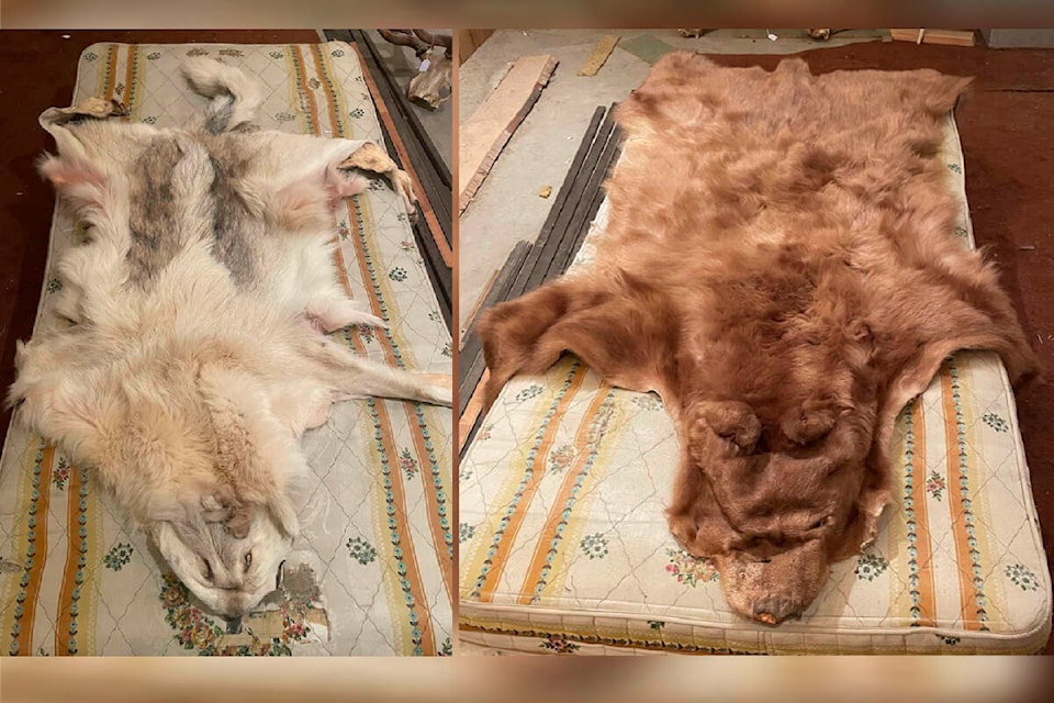 A cinnamon-coloured black bear hide and a grey-coloured wolf hide are among items stolen from a Fort St. John home on Feb. 9, 2024, RCMP say. (Fort St. John RCMP handout) 