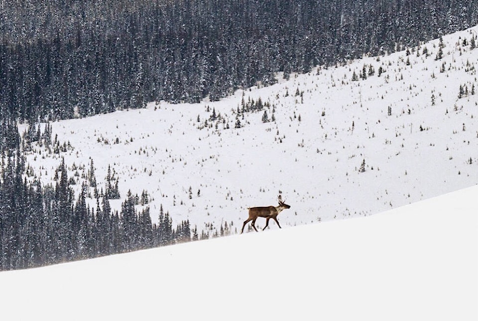 web1_240227-kdb-mountain-caribou-ki_1