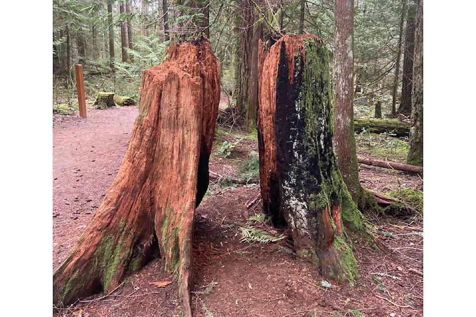 This tree stump at Nymph Falls has been torched. Courtenay Fire Department Chief Kurt MacDonald determined the fire was human-caused. Photo supplied 