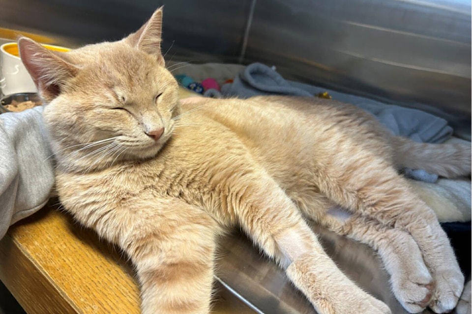 Stray shop cats spca