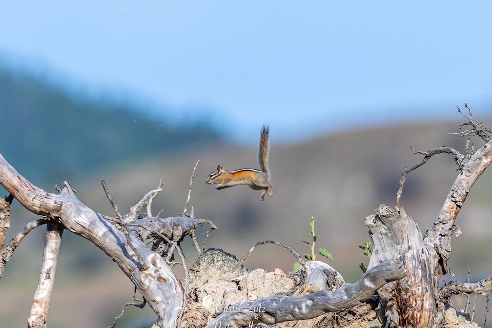 Happy Leap Day from an Okanagan chipmunk Vernon Morning Star