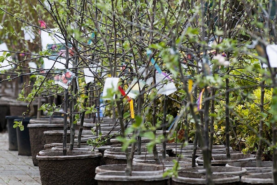 web1_240229-sul-surreytreesale-trees_1