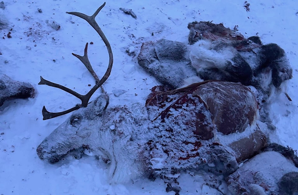web1_240304-nno-caribou-wastage_1