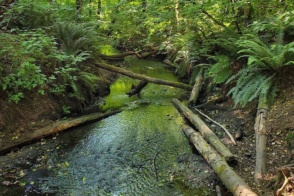 web1_campbellheightssouthforest