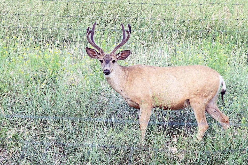 web1_deer-buck-mule