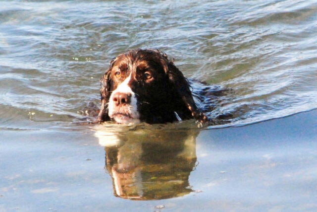 web1_dog_1