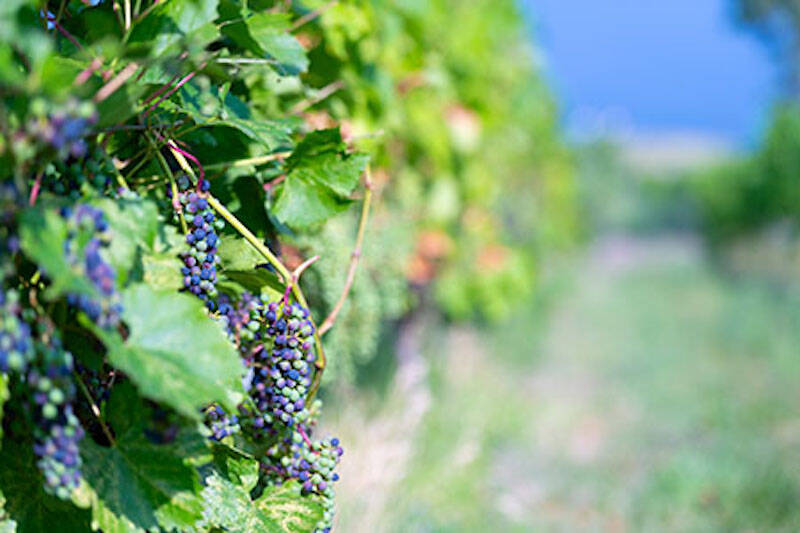 Up to 99% crop loss anticipated in B.C. wine industry cold snap catastrophe