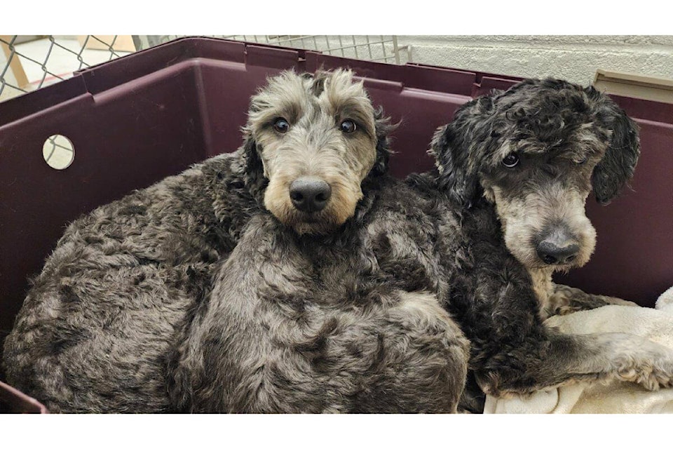 Clearwater humane society 2024 dogs