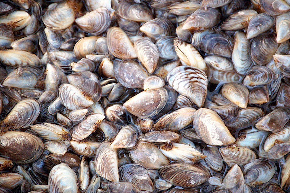 web1_zebra-mussels
