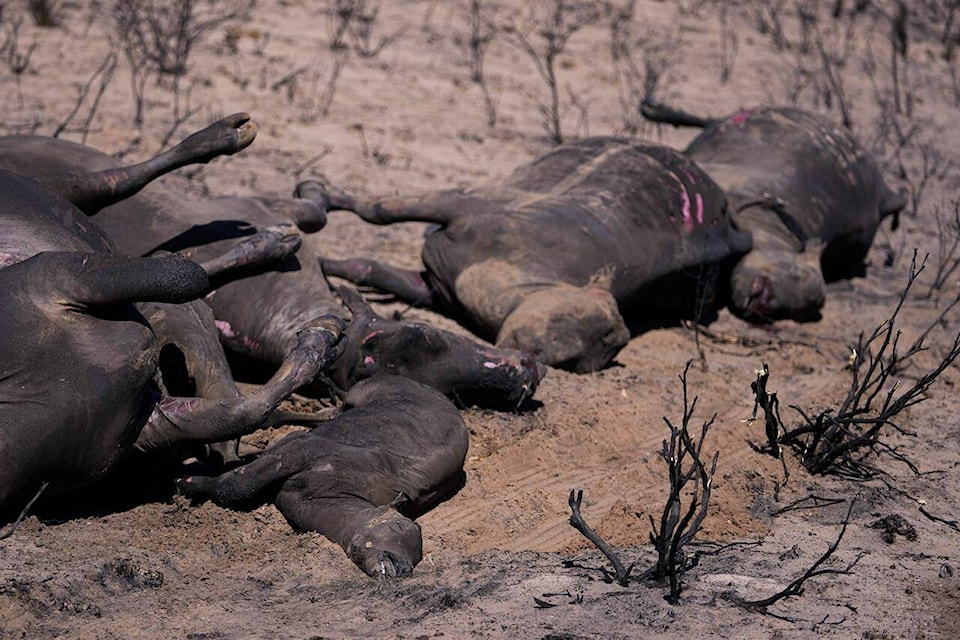 Cattle killed by the Smokehouse Creek Fire are seen in a burned area as ranchers begin the cleanup process, Friday, March 1, 2024, in Skellytown, Texas. (AP Photo/Julio Cortez) 