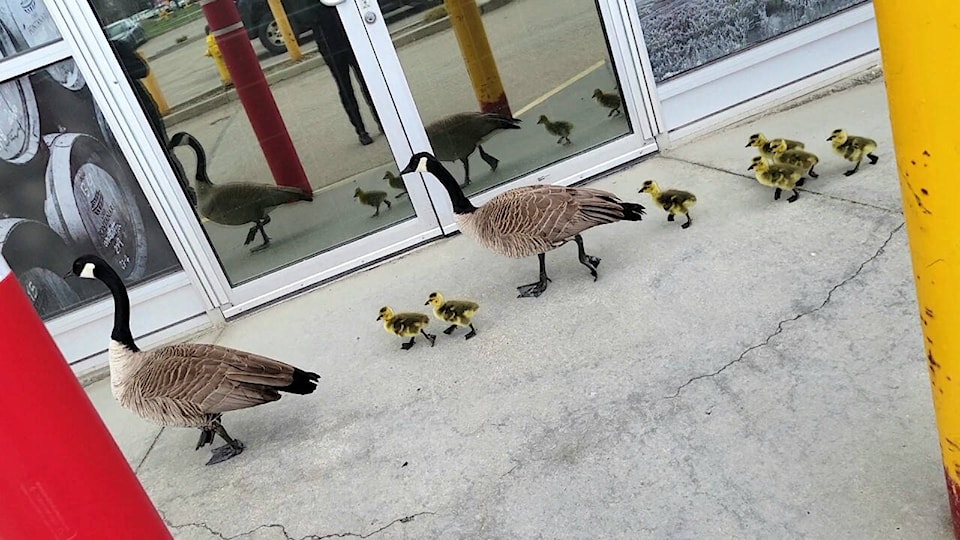 web1_230504-vms-geese-gosling_2