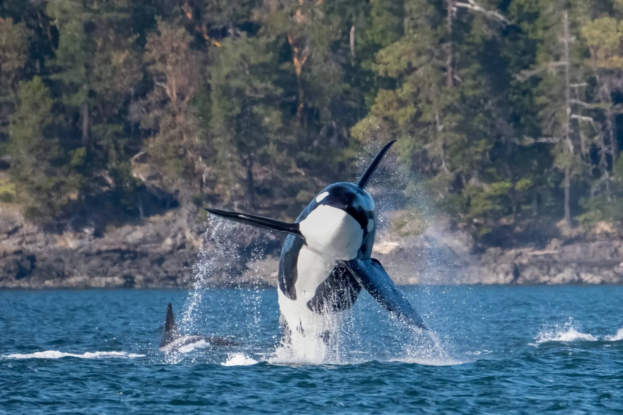 The New Orcinus Orca Species