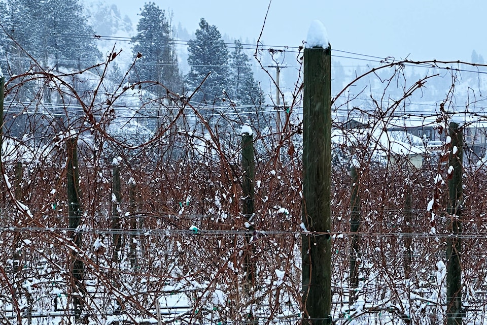 web1_240125-sum-wine-and-cold-summerland_1