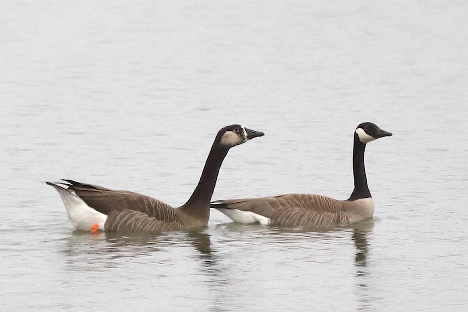 A rarely-seen hybrid, a mix of Canada goose and domestic goose (left), was spotted Saturday, March 2, paddling near Brae Island during the annual Fort Langley bird count. (Eric Habisch/Special to Langley Advance Times) 