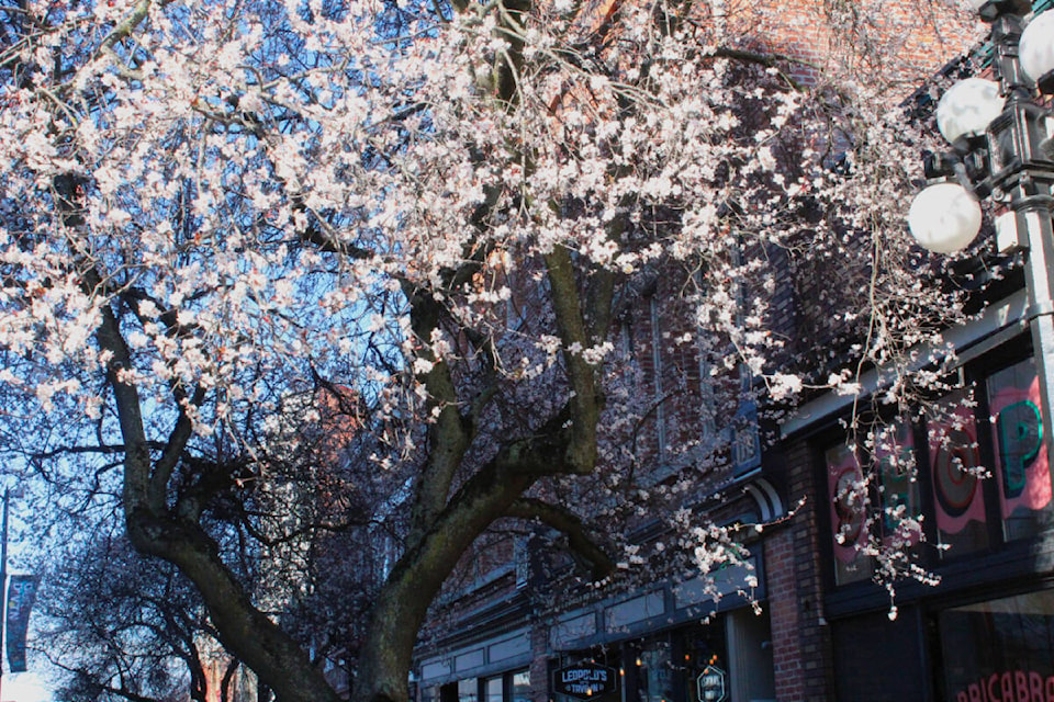 web1_240214-mma-fivefunthingsmarch-cherryblossom_2