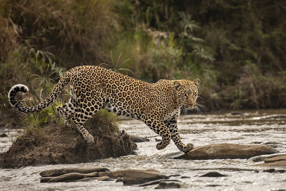 web1_240214-mma-fivefunthingsmarch-jaguar_1