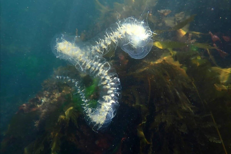 Steph Brulot-Sawchyn snapped a pic of this siphonophore while snorkelling near Clover Point in Victoria on March 19 and later identified it using iNaturalist. (Photo by Steph Brulot-Sawchyn) 