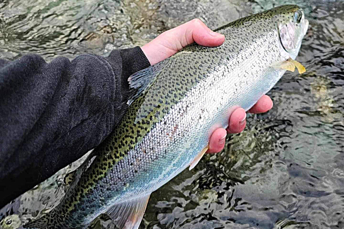 Trout anglers in March may feel alone on the water - Campbell River Mirror