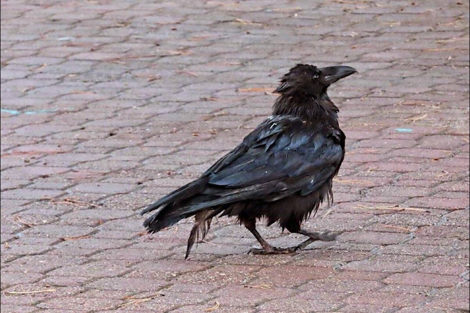 Jerome the raven was injured and unable to fly during the winter of 2023/24. (Wild Things Rehabilitation Society) 