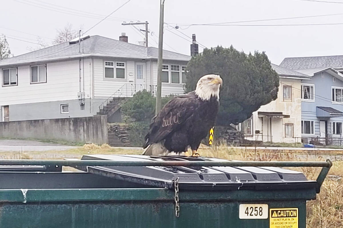 Toxic waste kills 19 eagles at Prince Rupert dump Quesnel Cariboo