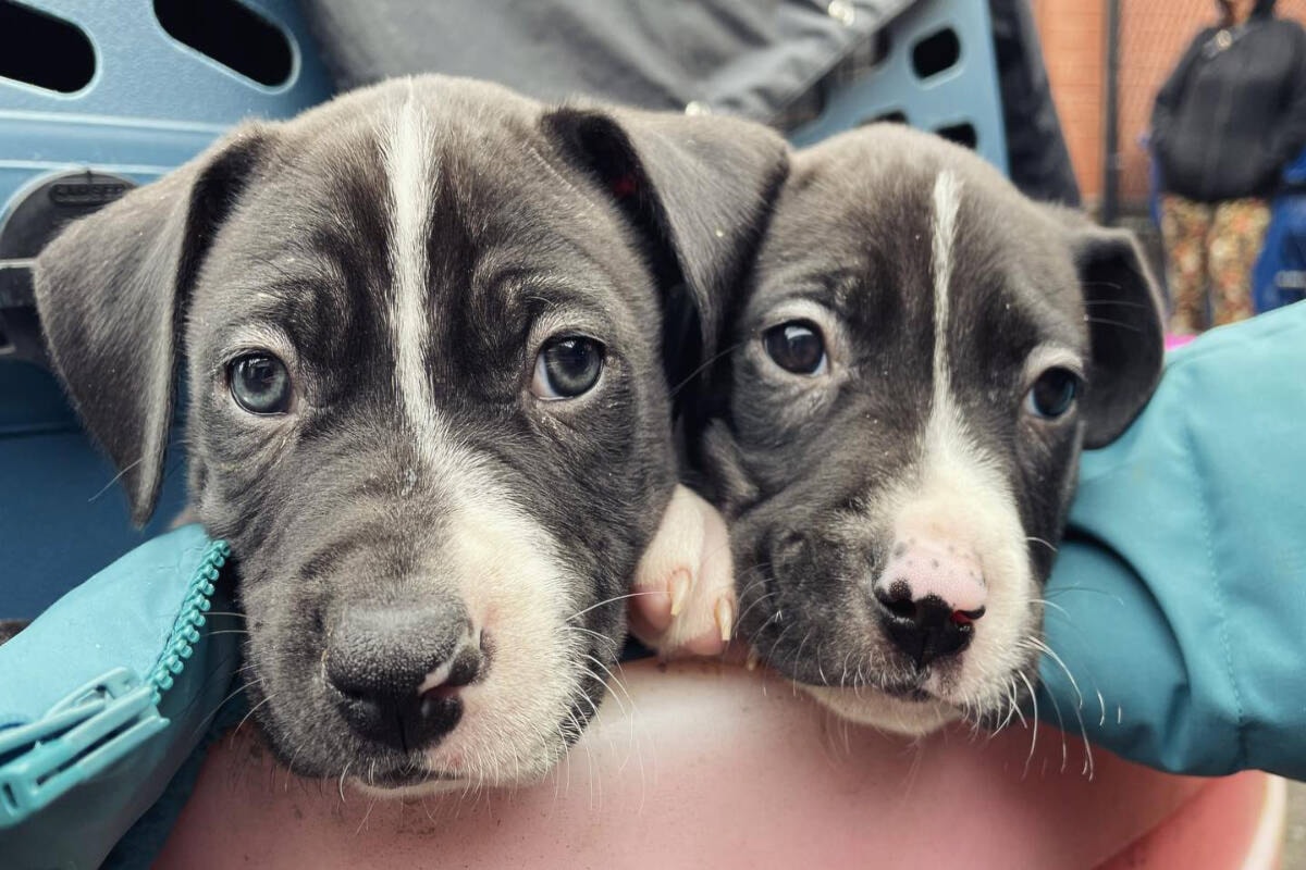 Free vet clinic saves thousands of pets for Victoria’s unhoused