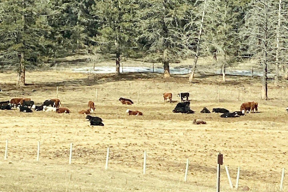 Cattle grazing in the Cariboo is not an unusual sight, and may continue on property near Westridge in Williams Lake if a zoning bylaw amendment is approved by the city. (Angie Mindus photo - Efteen) 