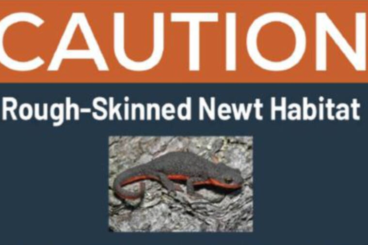 web1_240308-gng-roughskinnednewt-fb_1