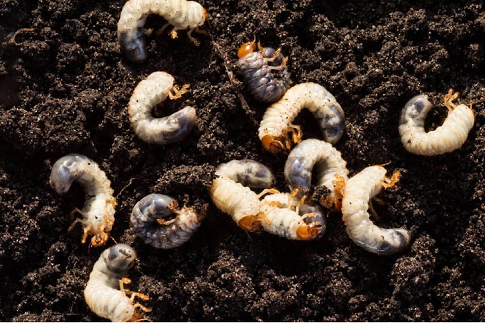 web1_240308-mcr-chafer-beetle-_2