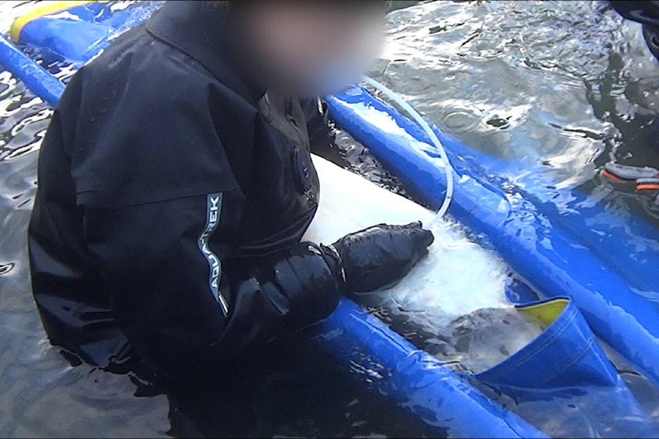A screenshot taken from November 2023 whistleblower footage at Northern Divine Aquafarms in Sechelt shows a worker using a kind of straw to suck caviar out of a fish. (Photo courtesy of Animal Justice) 