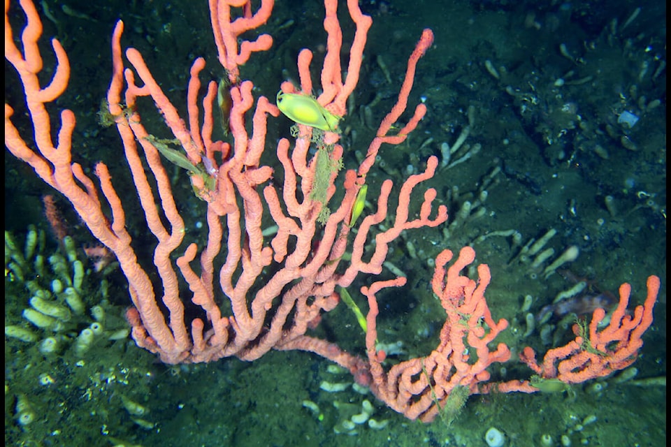 Pink Bubble gum coral (Paragorgia spp.) was commonly observed on and around the Lophelia coral reef. The reef is an ecosystem engineer, creating favourable conditions for other animals to thrive. Here we see a Brown Cat Shark (Apristurus brunneus) has used the coral as a nursery ground for its eggs (small yellow “packages” attached to branches). The Lophelia reef has a cascading effect, enhancing the area’s biodiversity. Here we colourful see Fuzzy Crabs (Acantholithodes hispidus) in two different species of glass sponges which are growing on the coral reef (orange and pink branches). There’s even a third species of glass sponge in the image on the left. (Fisheries and Oceans Canada photo) 