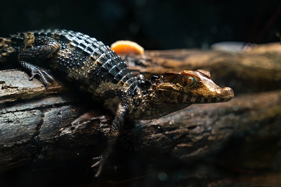 A Cuvier’s Dwarf caiman was seized by Canadian authorities after it was discovered without proper documentation. It will now be kept at Victoria Butterfly Gardens in Brentwood Bay. (Photo submitted/ Victora Butterfly Gardens) 