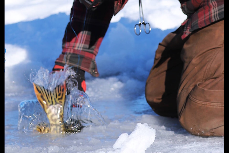 After being measured, a fish escapes back beneath the ice. (Pat Nash Photo) 