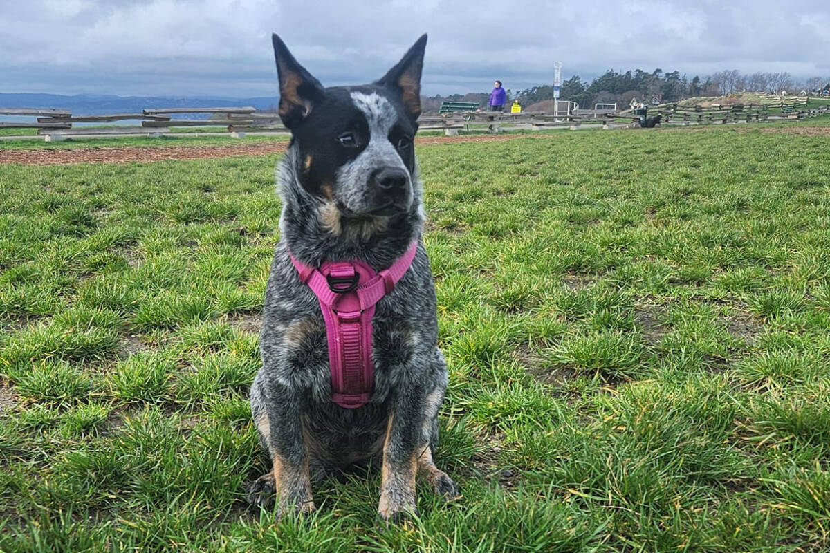 Broken trail cattle dogs sale