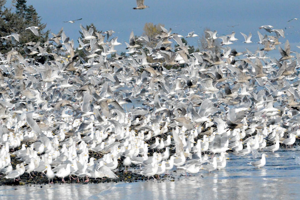 Flock of seagulls go on a feeding frenzy. (Michael Briones photo) 