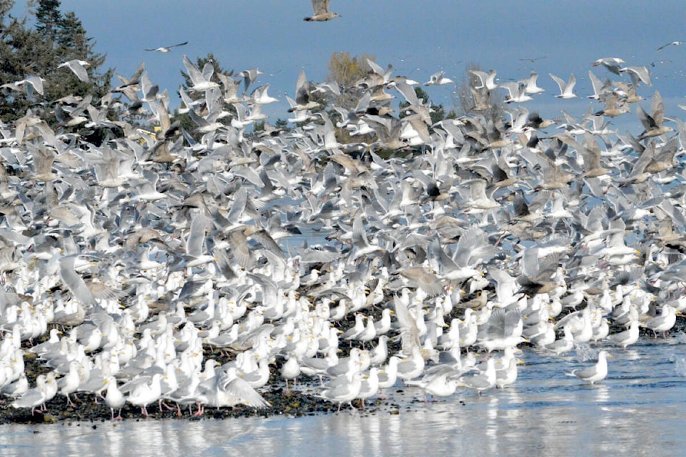 Flock of seagulls go on a feeding frenzy. (Michael Briones photo) 
