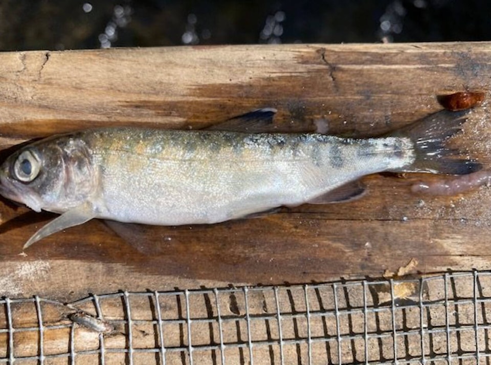 web1_240322-cpw-lji-bc-comox-valley-creek-dead-fish-fish_1