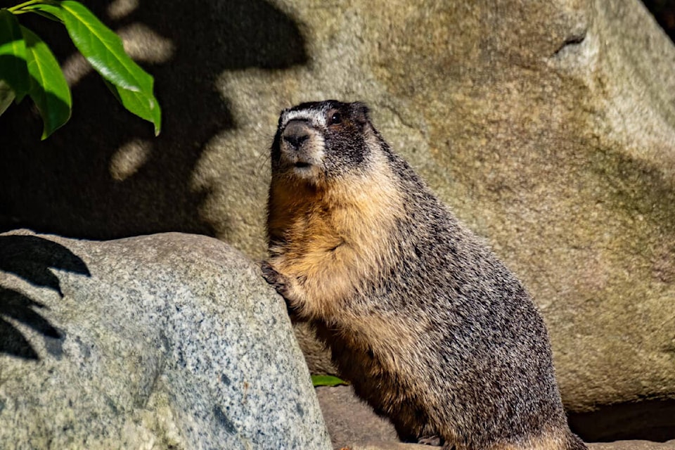 Longtime visitor Roger, the yellow-bellied marmot, suns in the gardens of the Fairmont Empress Hotel in Victoria. (Fairmont Empress/Facebook) 