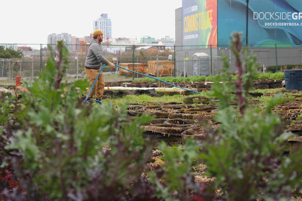 FED project manager Alistair Howes tends the plants at the Victoria charity’s Vic West urban farm in March. (Jake Romphf/News Staff) 