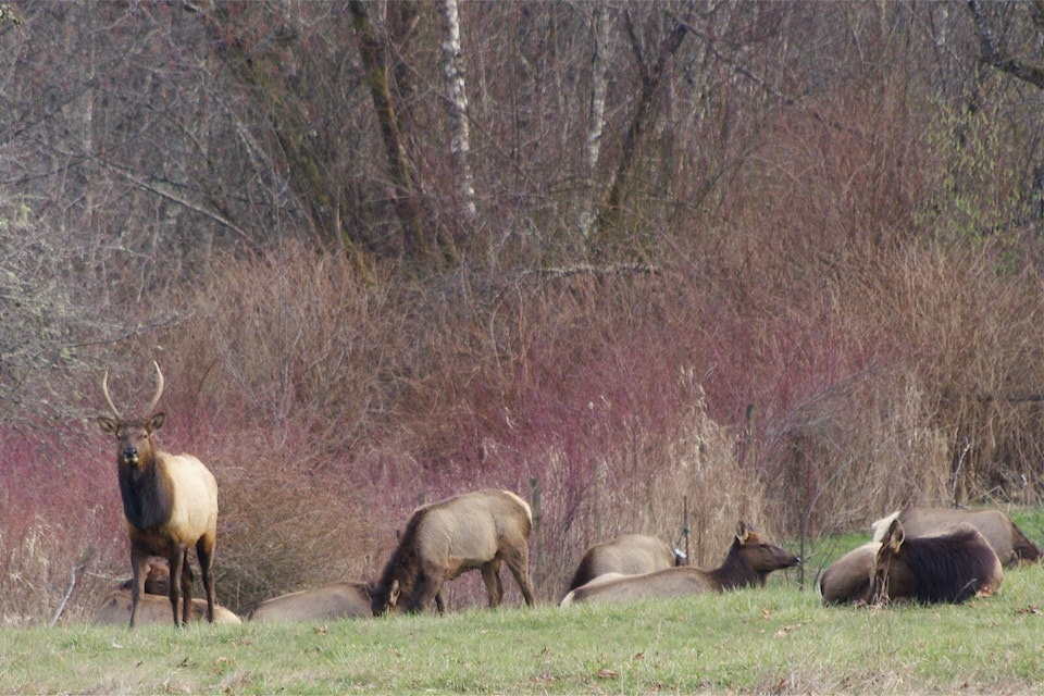 web1_240327-nbu-letter-elk-1_1