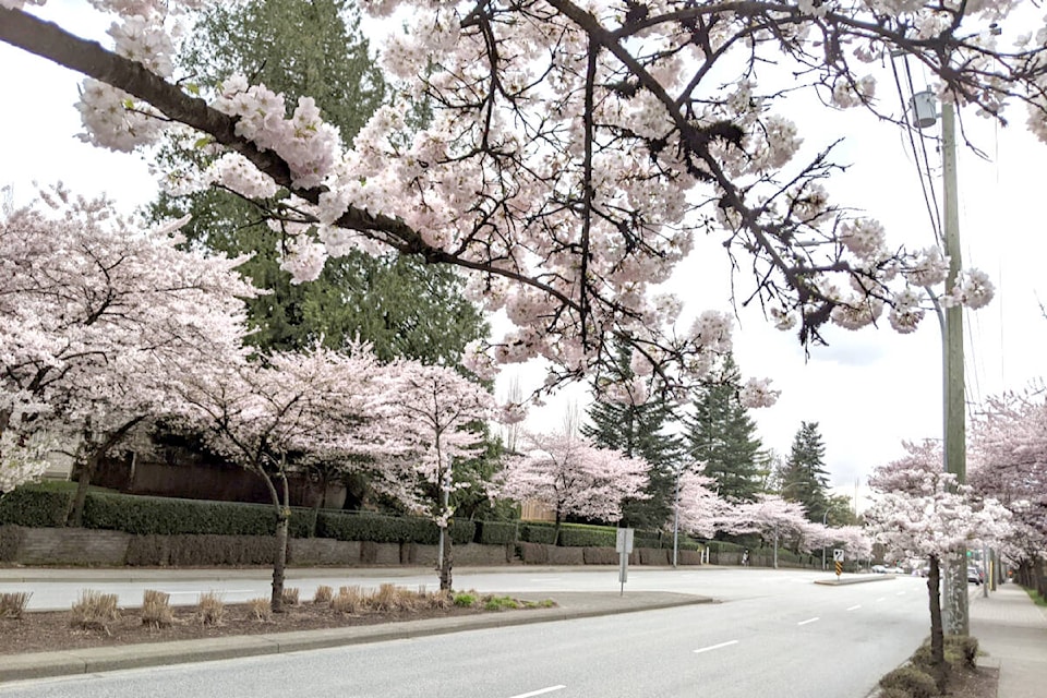 web1_240328-lat-rh-lensguocherryblossoms-feng_5