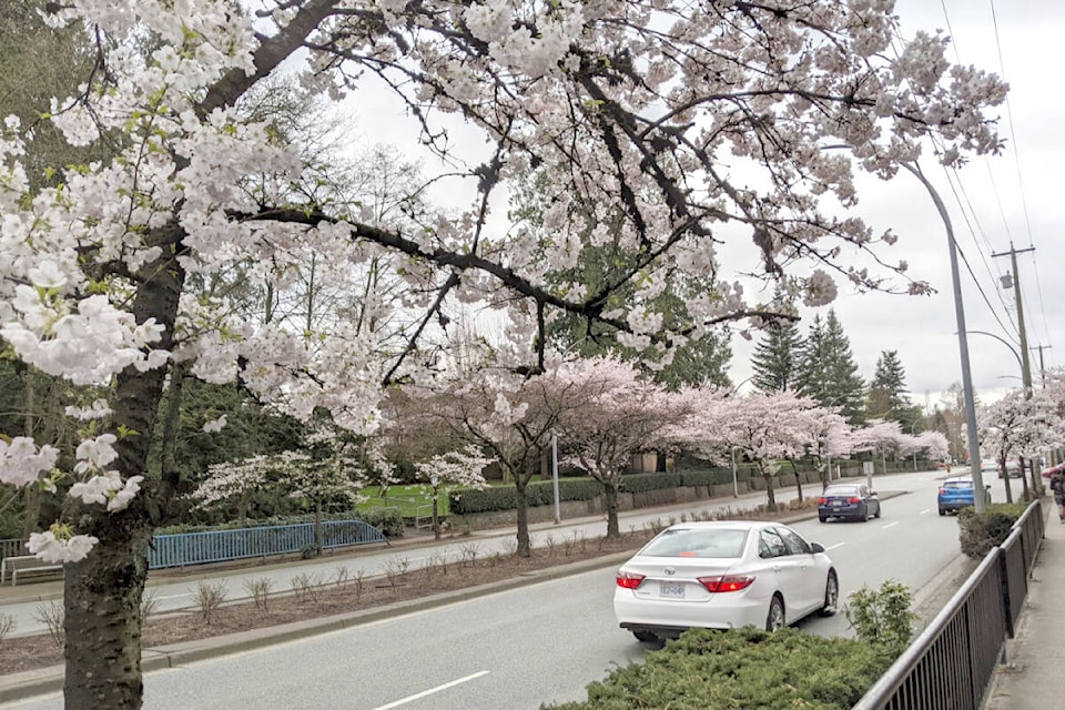 web1_240328-lat-rh-lensguocherryblossoms-feng_6